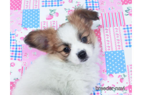 成約済の千葉県のパピヨン-161242の14枚目